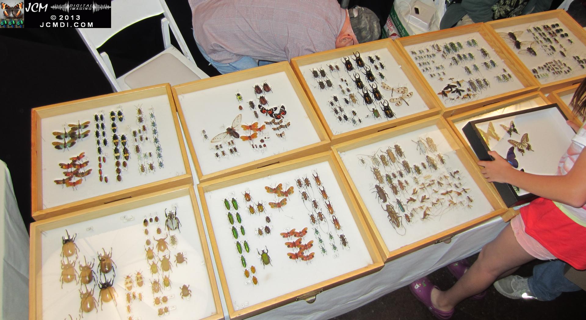 LANHM Bug Fair 2013 crowds and displays